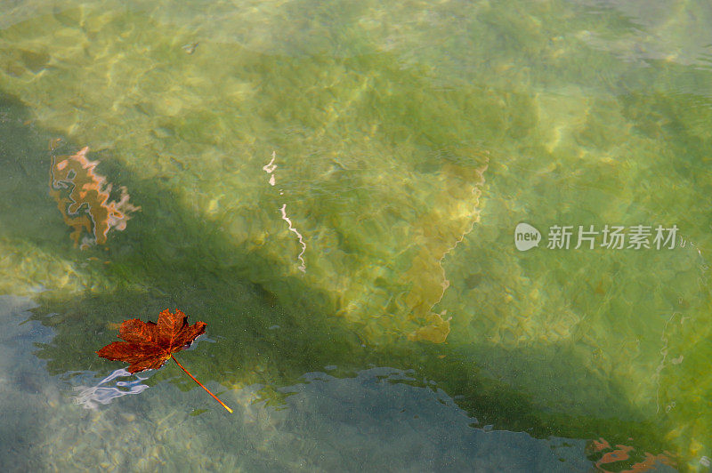 一片枫叶漂浮在Königssee (Blick auf Königssee)湖上，巴伐利亚，德国